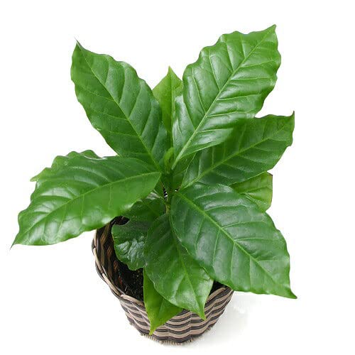 Amazon.co.jp: （観葉植物）コーヒーの木 3号（1ポット） 北海道冬季