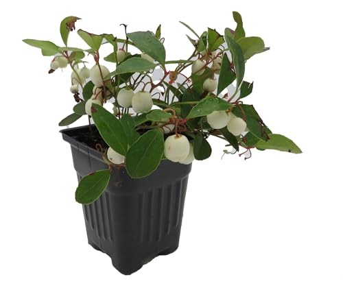 Winter Fiesta™ Wintergreen Plant - Gaultheria procumbens - 4' Pot