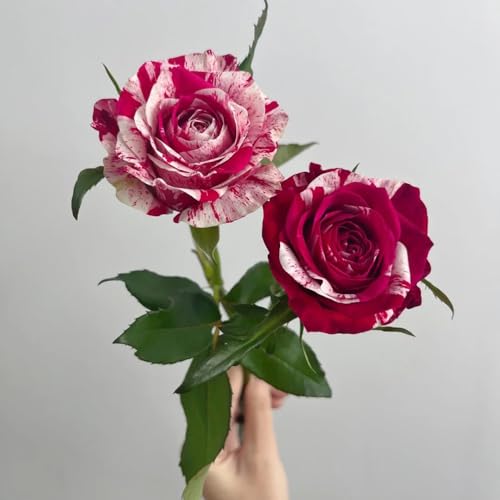 350 piezas semilla de rosas planta para interior, jardín, balcones - Robustas flores trepadoras