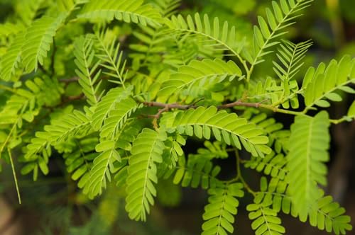 Live Plant - 1 Honey Locust Potted Tree - Windbreak, Erosion Control, Bees, Bonsai - 18-28 inch