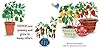 My First Book of Growing Food: Grow Herbs and Veggies with this Eco-Friendly Book for Toddlers (Terra Babies at Home) #3