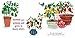 My First Book of Growing Food: Grow Herbs and Veggies with this Eco-Friendly Book for Toddlers (Terra Babies at Home)