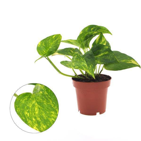 Efeutute Epipremnum Aureum Zimmerpflanze Ø12 cm 25 cm