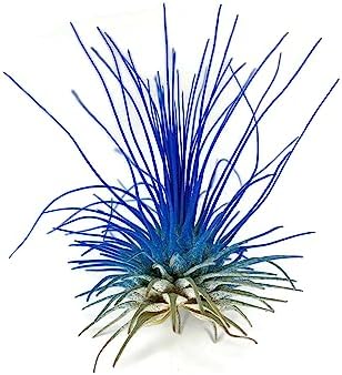 Thin Air Plant, Guatemala Tillandsia Live Airplant, Healthy Arrival Guaranteed, Great Indoor Plant, Home Decor & Gift (Blue)