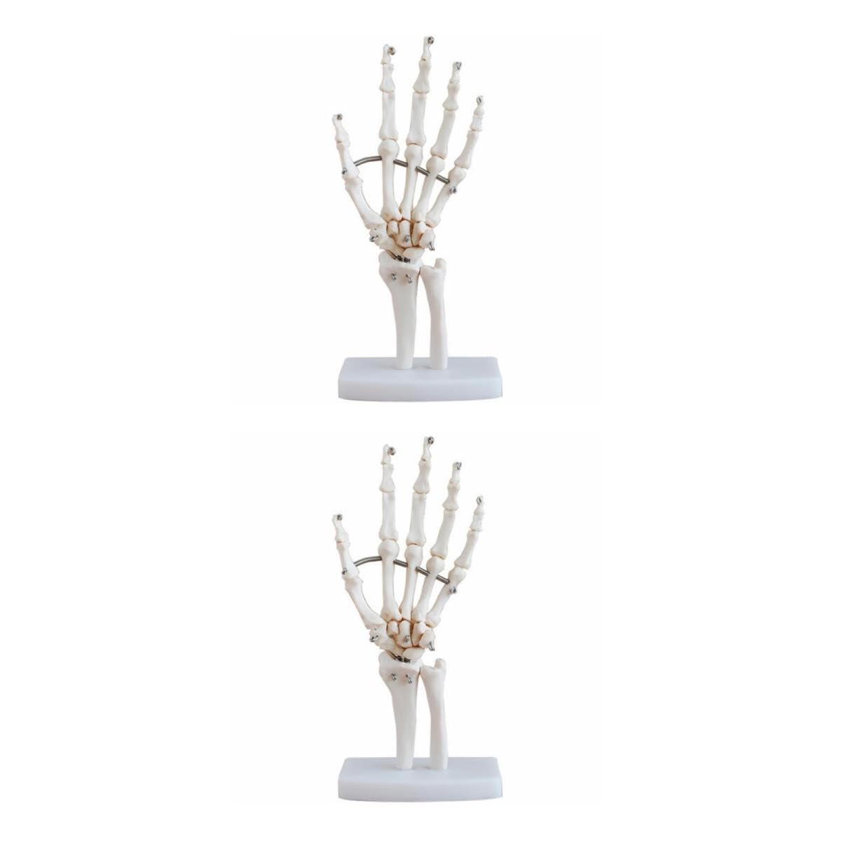 PRETYZOOM 2 Pezzi Modello Scheletro Della Mano con Articolati Strumento Didattico per Ospedali e Scuole per Laboratori Scientifici e Insegnamento Della Anatomia