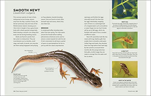 RHS How to Create a Wildlife Pond: Plan, Dig, and Enjoy a Natural Pond in Your Own Back Garden (DK: Royal Horticultural Society (RHS)) - Image 9