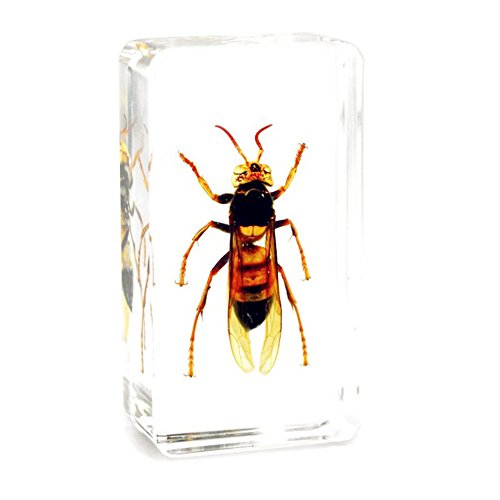 QTMY Biology Science World Collection of Real Insect Specimen Paperweight (Vespa)