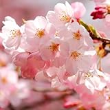 Cherry Blossom Tree, Live Ornamental Tree 6-12' Tall in Pot, Beautiful Spring Blooms for Outdoor Planting (Light Pink Cherry Blossom)