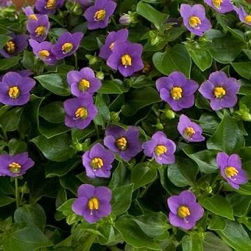 Exacum Royal Dane Deep Blue 100 Seeds