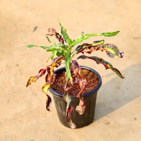 Best Nursery Croton Deadlocks in 6 Inch Plant Black Super Nursery Pot-image-40