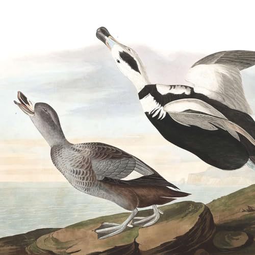 Joel Oppenheimer: Gallerist, Conservator, Fine Artist, & J.J. Audubon Expert (Part 1) - Epi. 382, Host Dr. Mark Sublette