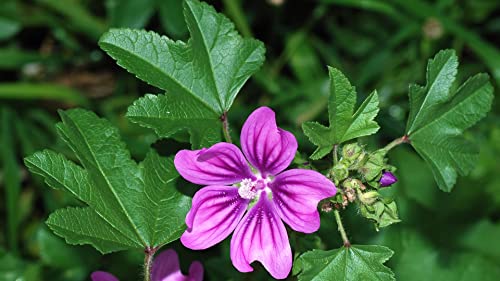 50 semillas de Malva Común (Malva sylvestris) Lila
