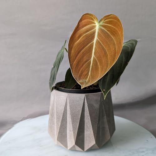 Image of Little Jungle X CuteCrete Sage Concrete Planter For 3 inch - 4 inch Pots (Grey) | | flower pots for home decoration | Balcony Decor | Garden