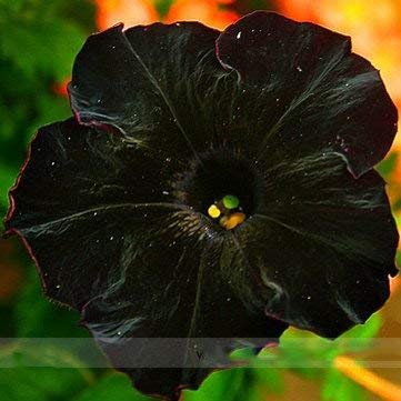 Semi ADB Inc Rare Super Black Cat Petunia Fiore