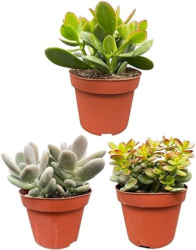 Sukkulenten Set 6 Pflanzen Im 9cm Topf - Pflegeleichte Mischung Für Anfänger