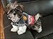 GRAY AND PINK Handmade Peruvian Dog Sweater (8)