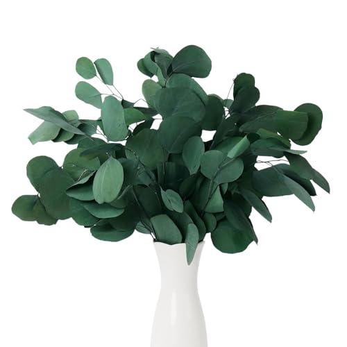 MIHUAGE 20PCS Large Dried Eucalyptus Stems - Real...