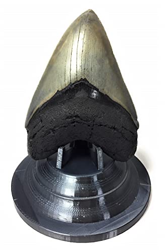 Image of Beautiful 3D Printed Megalodon Shark Tooth Display Stand with a 4-5 /8 inch Round Base (Silk Black)