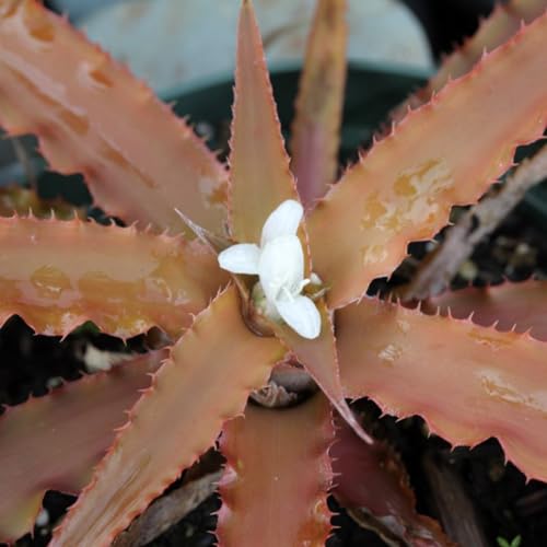 Muda Bromélia Cryptanthus Cafe Au Lait