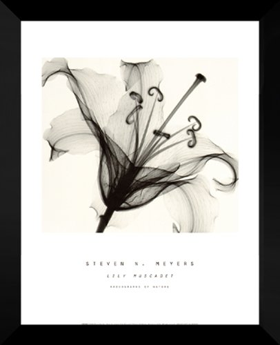 Amazon.com: Steven N Meyers FRAMED Art Print 24x30 