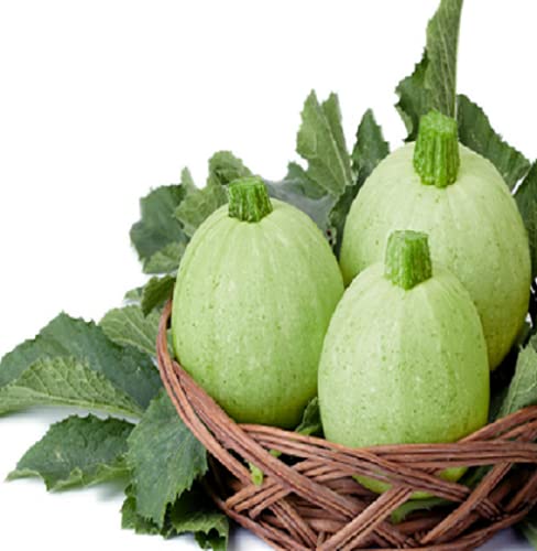 Gardenify India Chappan Kaddu Seeds (20 Seeds/packet) (B094HGTCTL) Amazon Price History, Amazon Price Tracker