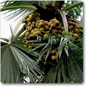 Mphmi Borassus Flabellifer - Plant Live Nursery Outdoor Indoor Grafted Plant (B08T6N7FZZ) Amazon Price History, Amazon Price Tracker