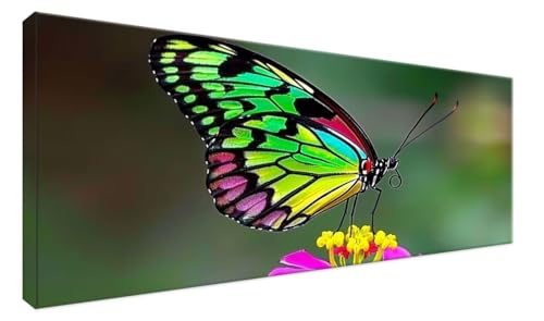 Peinture diamant artisanat haut de gamme motif papillon majestueux