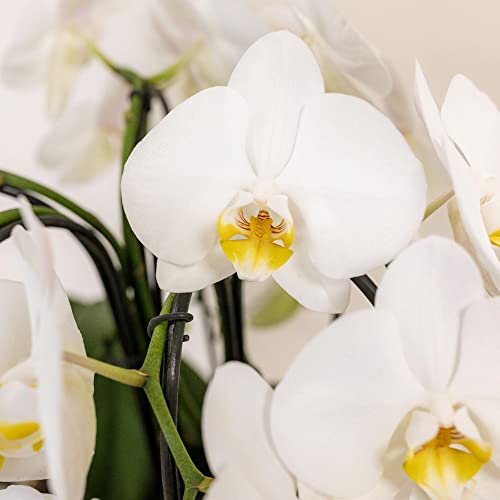 Orchides blanches Niagara Cascade Kolibri en panier coton avec auto-arrosage