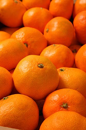 Ƃ ݂ a̎RY ݂ (TCY S`2L) Gi Â Iʍ ̂Ή bZ[WJ[hΉ (3kg)