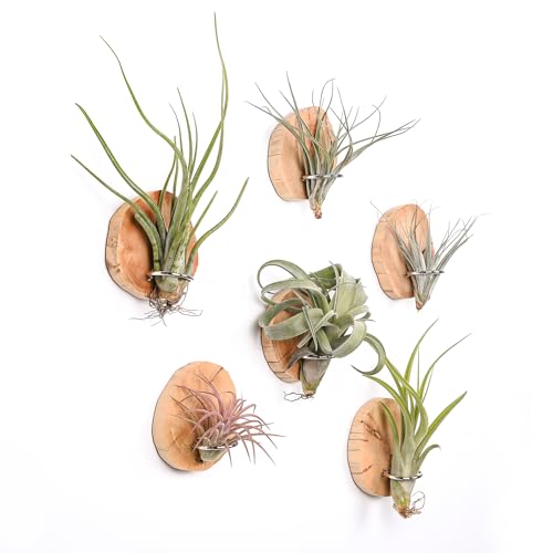 MITIME Magnetic air Plant Holder Refrigerator Sticker, Natural Wood Irregular Shape air Plant Wall Mount Holder. Refrigerator, Wall Decoration.Living Rooms, and Kitchens (Cypress Wood, 6)
