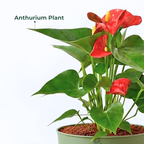 Image of Anthurium Flamingo Flower Red Anthurium Live Indoor Plant Exotic Statement Blooms for Home Decor in a 4-Inch Self-Watering Matte White Pot