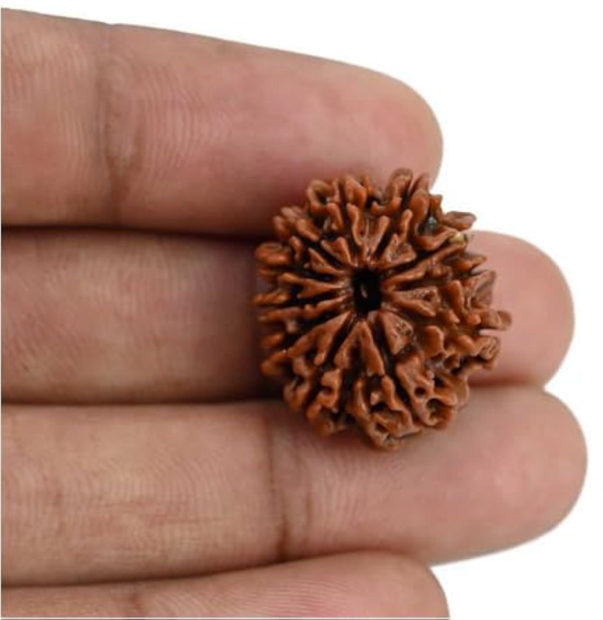 Genuine 11 Face Rudraksha Nepali Beads, Lab Certified Pendant