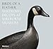 Birds of a Feather: Wildfowl Decoys At Shelburne Museum