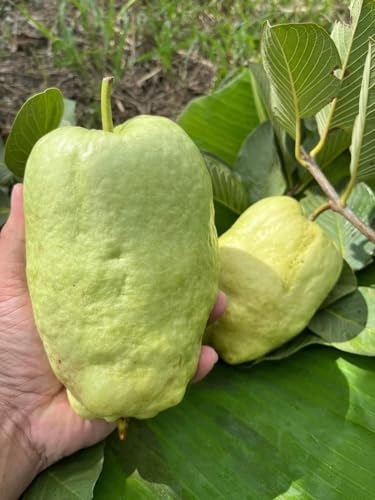 Image of All-Time 12 Months Hybrid GRAFTED Live Fruit Plant Original & Authentic Organic Tree for Outdoor Fast-Growing Fruit Plant Home Gardens Pack Of-1 (Seedless Guava Plant, Medium)