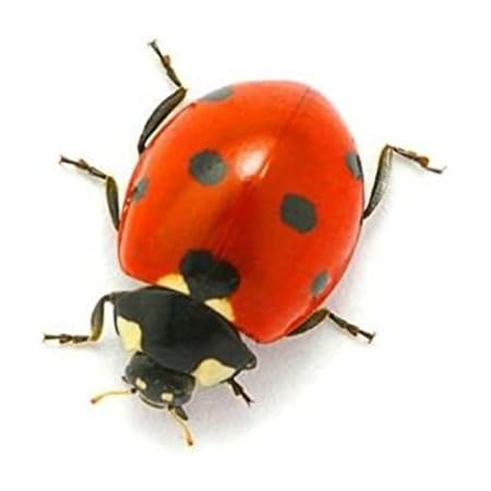 Amazon Fr Akachafactory Autocollant Sticker Voiture Moto Deco Animal Animaux Coccinelle Insecte Enfant