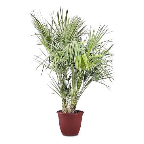Tropictrees Chamaerops Humilis | palmier nain Resistant au froid | Hauteur 120/140cm Petite taille | protection de balcon |