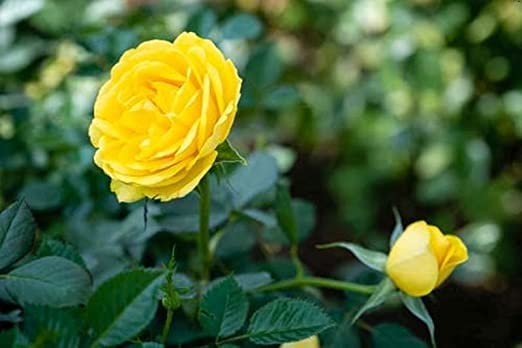 Healthy Vibe Gardening Yellow Rose Hybrid Live Plant for Home Gardening (B0B1VN6WTX) Amazon Price History, Amazon Price Tracker