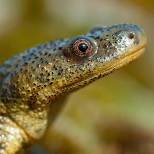Lytternes Dyr: Ribbenssalamanderen med de giftige ribben?