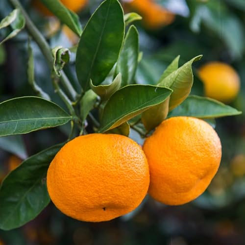 Brighter Blooms - Calamondin Orange Tree 1-2 ft. - No Shipping to AK AL AZ CA FL GA HI LA MS OR TX