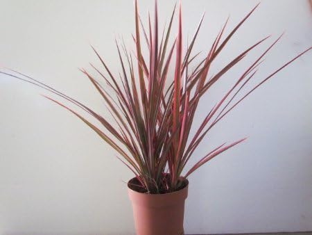 Dracaena Marginata Colorama - Tri-Color Dragon Tree Houseplant from Jm Bamboo