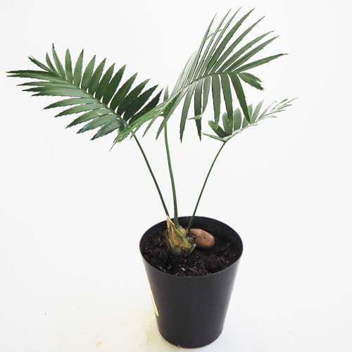 �h�s�`�m�r�d �f�B�I�[�� �X�s�k���X�� 6�� 1����y�ϗt�A���z�w���FDioon spinulosum/�ʖ��F�W���C�A���g�f�B�I�[��/��΍��؁�����Č��Y�̃��V�Ɏ�����`�̃\�e�c�̒��ԁB1����u�������œ썑�̕��͋C�����o���Ă���܂��B�����ɂ������Ă�