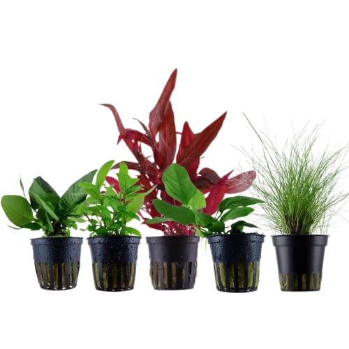AquaOne Aquarium Pflanzen I 5X Wasserpflanzen I Vordergrund Aquarienpflanzen I Anubias Staurogyne Eleocharis Alternanthera Hygrophila I Set mit 5 Vordergrundpflanzen