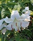 Lilium (Oriental) 'Casa Blanca' (Oriental Hardy Lily)