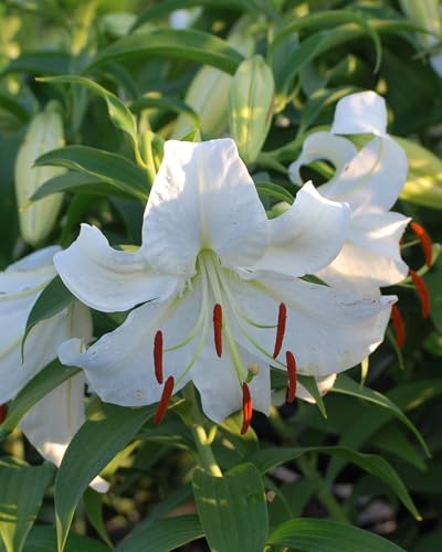 Lilium (Oriental) 'Casa Blanca' (Oriental Hardy Lily)