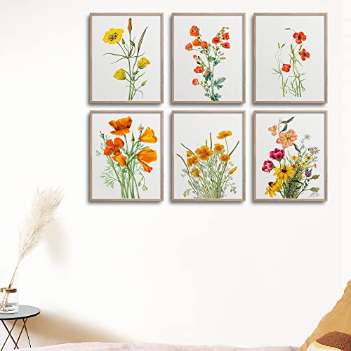Vintage California Poppy Floral Prints (6 Prints) | Modern Wall Art Victorian Illustration Unframed Modern Decorations | Antique Decor Boho Abstract Set Aesthetic | Living Room Bedroom Bathroom Office Kitchen Large Poster | Boy Girls Teen Kids Baby | Marywalcottset68P-5X7 #TOP4