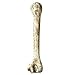 Produktbild Widmann 2295T, Knochen prehistorisch ca. 39,0 cm lang, Zubehör für Halloween, Karneval oder Fasching