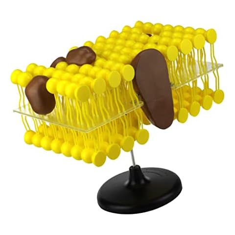 Backbayia Anatomy Model Bilayer Cell Membrane Structure Teaching Model Fluid Mosaic Model for School Lab Demonstration Cover