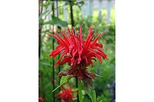 Bee Balm &#x27;Jacob Cline&#x27; Monarda Plants in Separate 4 inch containers