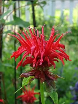 Bee Balm Jacob Cline Monarda Plants in Separate 4 inch containers- Daylily Nursery...one Plant per Pot, You Choose Amount! 1