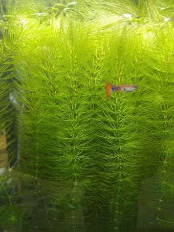 Image of Swimming Creatures Freshwater Aquarium Shrimp - A Perfect Combo to Brighten Your Aquarium! (20 Mixed + 1 Bunch Hornwort)